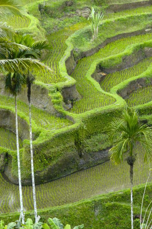 Alami Villa Ubud Exterior foto